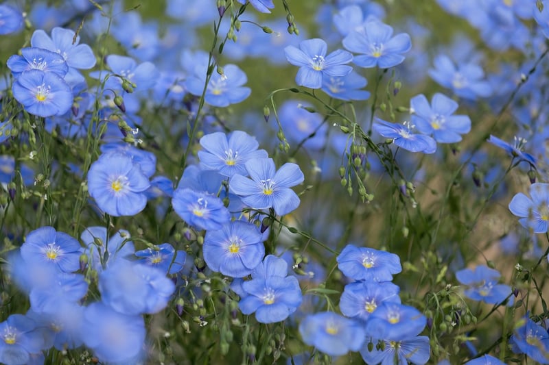 Magical Meadows