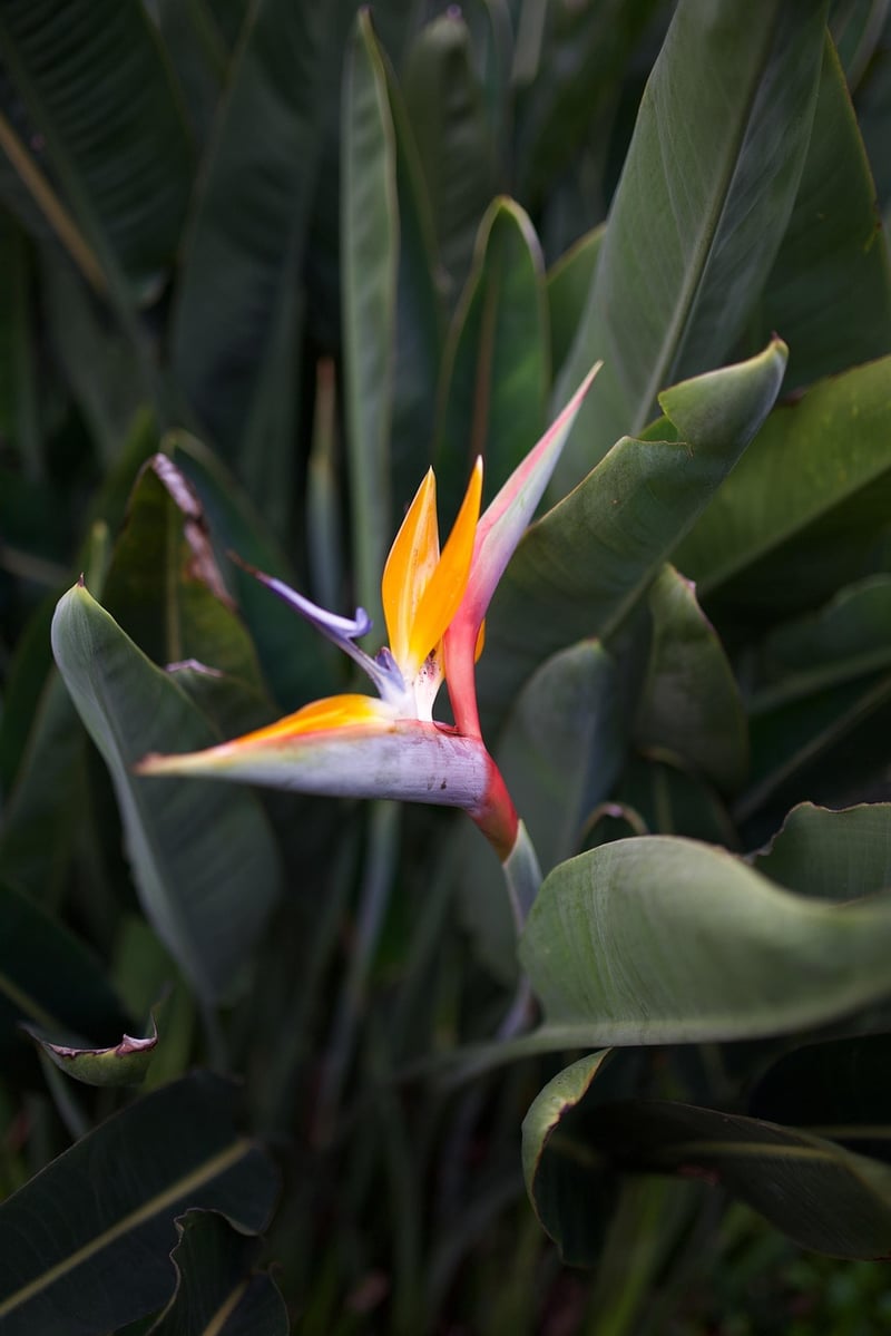 Bird of Paradise