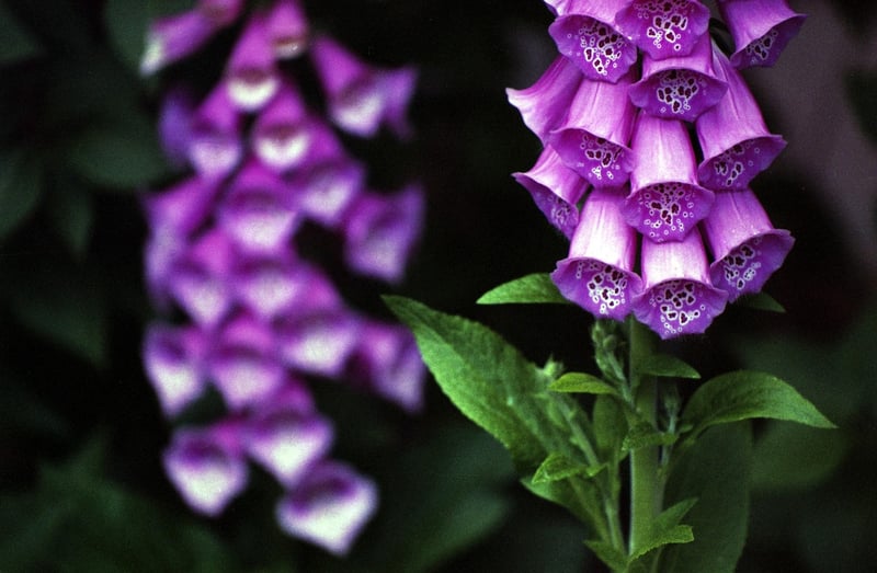 Foxglove